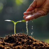 DAY GARDEN 25 ADET BALERİN ORKİDE ÇİÇEK TOHUMU + 10 ADET HEDİYE GÜL TOHUMU ŞOK FİYAT - 3
