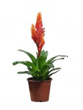 Vresia Sarı Alev Kılıcı Çiçeği   20-30 cm - 1