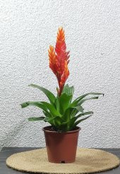 Vresia Sarı Alev Kılıcı Çiçeği   20-30 cm - 2