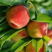 3 Yaş Aşılı Şeftali Fidanı ROBERT, Torbada thumbnail 1