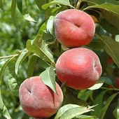 3 Yaş Aşılı Şeftali Fidanı RUBY RİCH, Torbada - 1