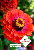 BEYBEĞENDİ (ZİNNİA) ÇİÇEĞİ  TOHUMU (30 ADET) thumbnail 1