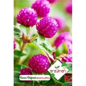 HANIM DÜĞMESİ (GOMPHREN ) TOHUMU 20 ADET thumbnail 2