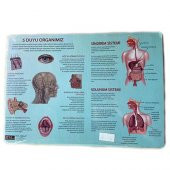 2Li Puzzle Set Türkiye Haritası 50 parça ve İnsan Anatomisi 60 parça - 2