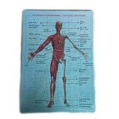 2Li Puzzle Set Türkiye Haritası 50 parça ve İnsan Anatomisi 60 parça - 3