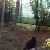 75 YEŞİL GÖLGELİK FİLE ÇİT FİLESİ 1.25X40 METRE ENLİ 75LİK BAHÇE ÇİT ÖRTÜSÜ JÜT GÖLGELİK KORUMA TÜLÜ thumbnail 6