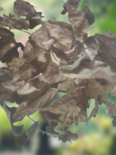 Kuru ceviz yaprak özel gölge kurutma organik doğal 300 gram - 4