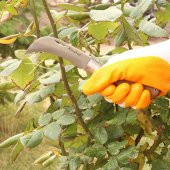 Aşı Bıçağı Eğri Uçlu Bağ Bıçağı Ara Çakı + Aşı Bandı + Aşı Macunu + Eldiven (4'LÜ SET) - 6