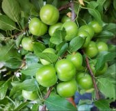 Yeşil Can Erik Turfanda Taze (500 gram) - 8