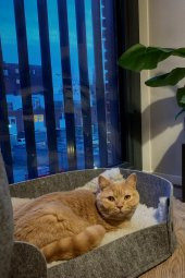Zeus Kedi Yatağı Gri Evcil Hayvan Peluş Kedi Minderi Kedi Yuvası Evi Kulübesi - 3