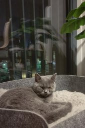Zeus Kedi Yatağı Gri Evcil Hayvan Peluş Kedi Minderi Kedi Yuvası Evi Kulübesi - 4
