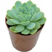 Echeveria Elegans Skulent - 1