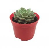 Echeveria Elegans Skulent - 2