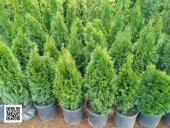 Altuni Mazı Fidanı 25-35 Cm 1 Adet Thuja Orientalis Aurea - 1