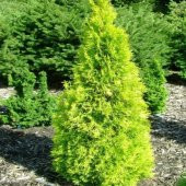 Altuni Mazı Fidanı 25-35 Cm 1 Adet Thuja Orientalis Aurea - 2