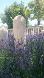 Lavanta Fidanı 15-25 Cm 3 Adet Kabristan Mezarlık İçin thumbnail 1