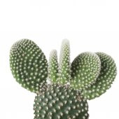 Kaynana Dili Tavşan Kulağı Kaktüs 8 Cm Saksıda Opuntia Microdasys - 1