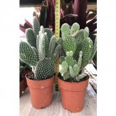 Kaynana Dili Tavşan Kulağı Kaktüs 8 Cm Saksıda Opuntia Microdasys - 4