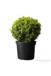 Saksılı Şimşir Fidanı 20-30 Cm (Buxus Sempervirens) - 2