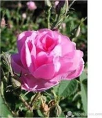 Geleneksel Kokulu Reçellik Pembe Isparta Yağ Gülü Fidanı 15-25 Cm thumbnail 2