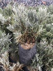 Bahçe Tipi Lavanta Fidanı 2 Adet 15-25 Cm İntermedia - 1
