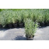 Lavanta Fidanı Saksılı 20 - 30 cm 3lü - 1