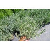 Lavanta Fidanı Saksılı 20 - 30 cm 3lü - 2