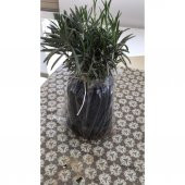 Bahçe Tipi Lavanta Fidanı 5 Adet 15-25 Cm İntermedia - 1
