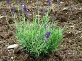 Saksı Tipi Lavanta Fidanı 10 Adet 5-15 Cm İntermedia - 1