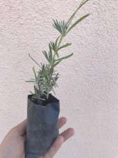 Saksı Tipi Lavanta Fidanı 10 Adet 5-15 Cm İntermedia - 3