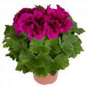 Saksılı Koyu Çingene Pembe Sardunya Çiçeği 10-20 Cm - 1