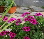 Saksılı Koyu Çingene Pembe Sardunya Çiçeği 10-20 Cm - 3