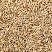 TUNGAŞ YEMLİK TÜM DOĞAL ARPA TAVUK, KAZ YEMİ, AT YEMİ 50 KG - 1