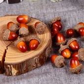 Meşe Palamudu  25 adet - 1