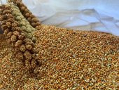 Dal Darıdan Elenmiş Kızıldarı (Elenmiş Kızıl Darı ) 250gr - 1