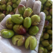 Yeşil kırma zeytin (5 kg lık bidonda 3,300 gr) - 2