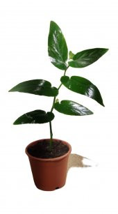 begonıa söğüt 25-35 cm - 1