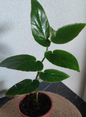 begonıa söğüt 25-35 cm - 2