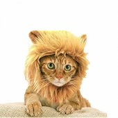 Kedi Aslan Yelesi Peruk - 2