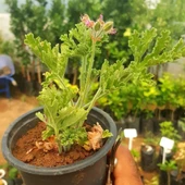 Portakal Aromalı Itır Çiçeği (Özel Üretim Sero Cinsi) - 1