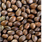 Çerezlik Kenevir Tohumu 250 G - 1