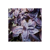 Yerli Ata Tohumu Mor Reyhan 50 Adet - 1