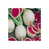 Yerli Ata Tohumu Çin Turp 50 Adet thumbnail 1