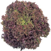 Yerli Ata Tohumu Kırmızı Kıvırcık 100 Adet thumbnail 1