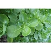 Yerli Ata Tohumu Semizotu 500 Adet thumbnail 1