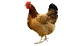 Pro-Biflor - Dog, Cat, Bird, Chicken, Pigeon İçin Probiyotik 100 ML - 4