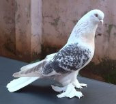 Pro-Biflor - Dog, Cat, Bird, Chicken, Pigeon İçin Probiyotik 100 ML - 5