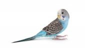 Pro-Biflor - Dog, Cat, Bird, Chicken, Pigeon İçin Probiyotik 100 ML - 8