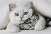 Biozing Dog & Cat / Biozing Kedi Köpek Biotin Çinko Tüy Dökümü Önleyici 100ML - 1