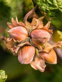 Fındık Fidanı Giresun Yağlısı, 80-100 cm, Torbalı - 2